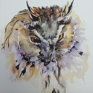 Long eared owl 1 Prints