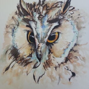 Long eared owl 3 Prints