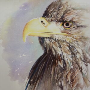 White Tailed Eagle Prints